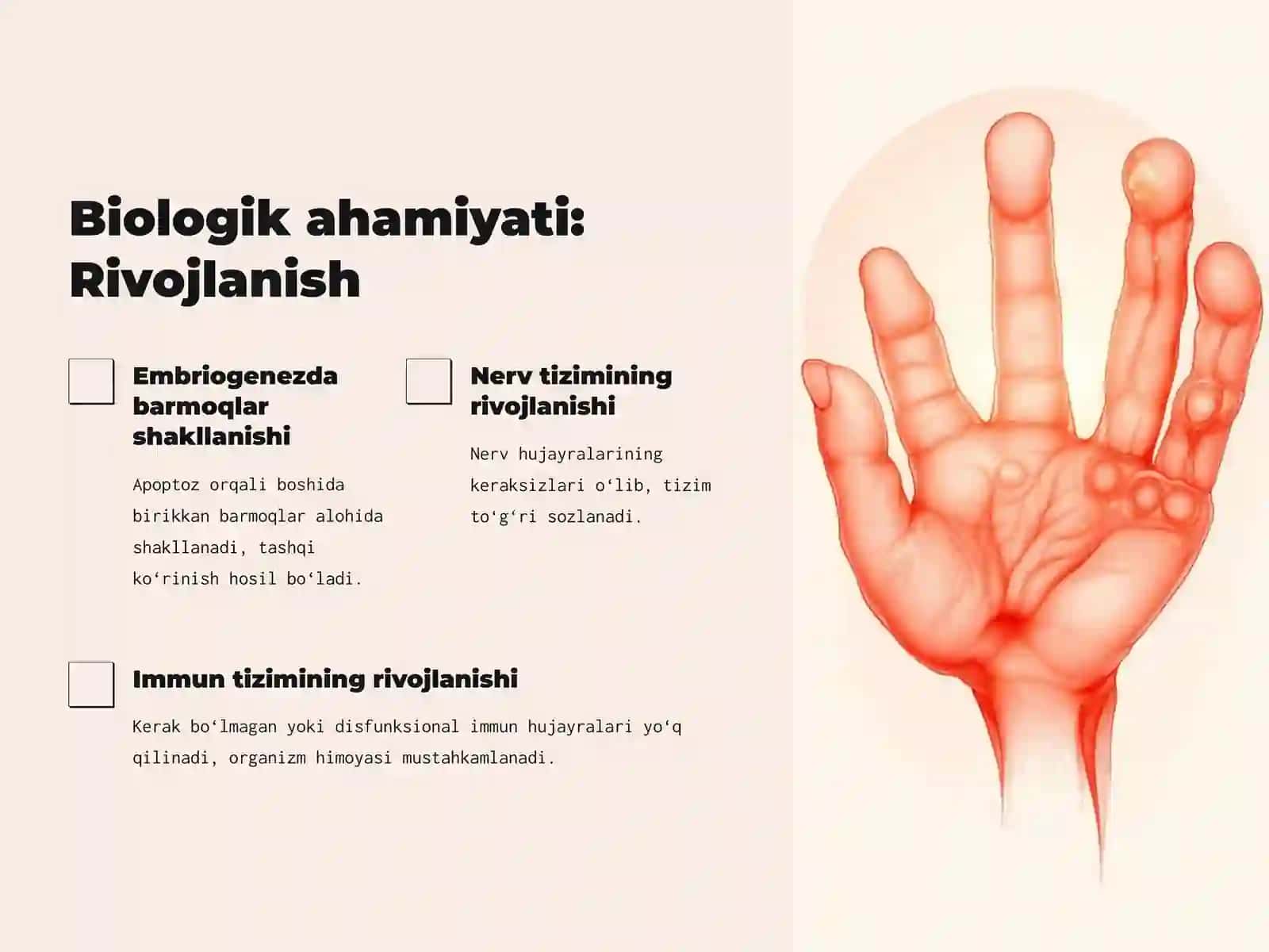 Hujayra apoptozi va uning biologik ahamiyati 4