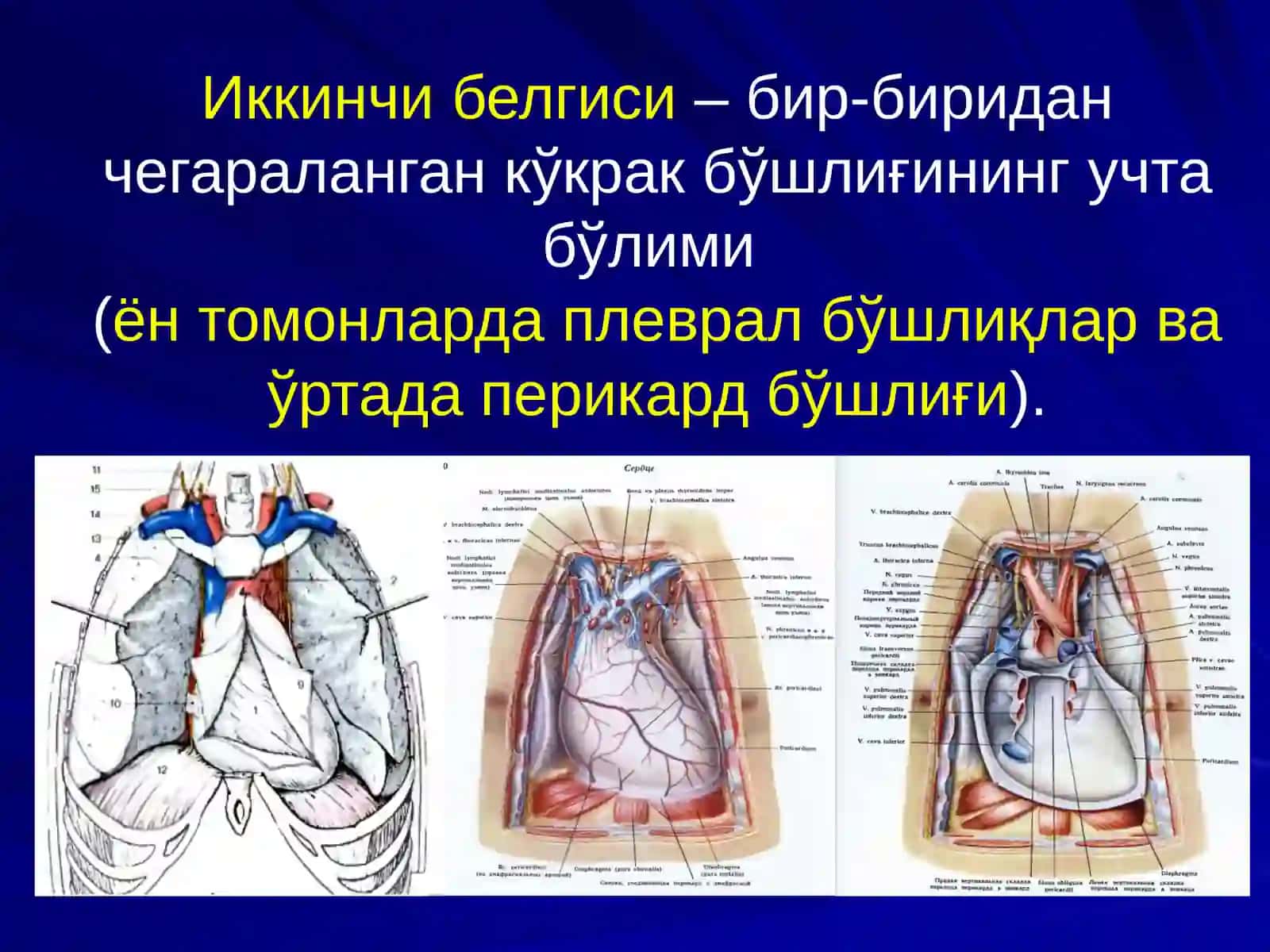 КЎКРАКНИНГ ЖАРРОҲЛИК АНАТОМИЯСИ. КЎКРАК ҚАФАСИ ВА КЎКРАК БЎШЛИҒИ АЪЗОЛАРИДА ОПЕРАЦИЯЛАР 4