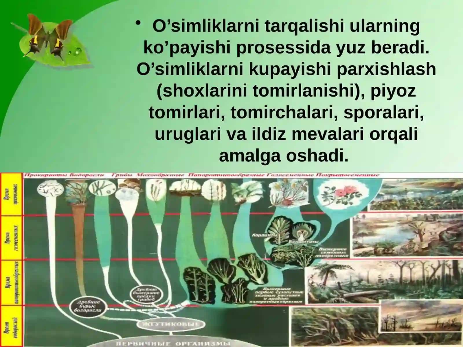Organizmdagi siklik jarayonlar 4