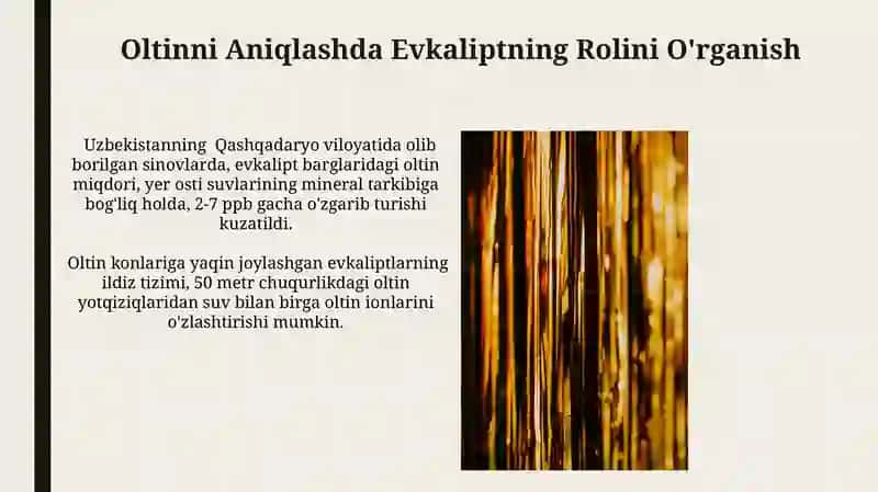 Evkalipt va Oltin Qidirish Texnologiyalari 4