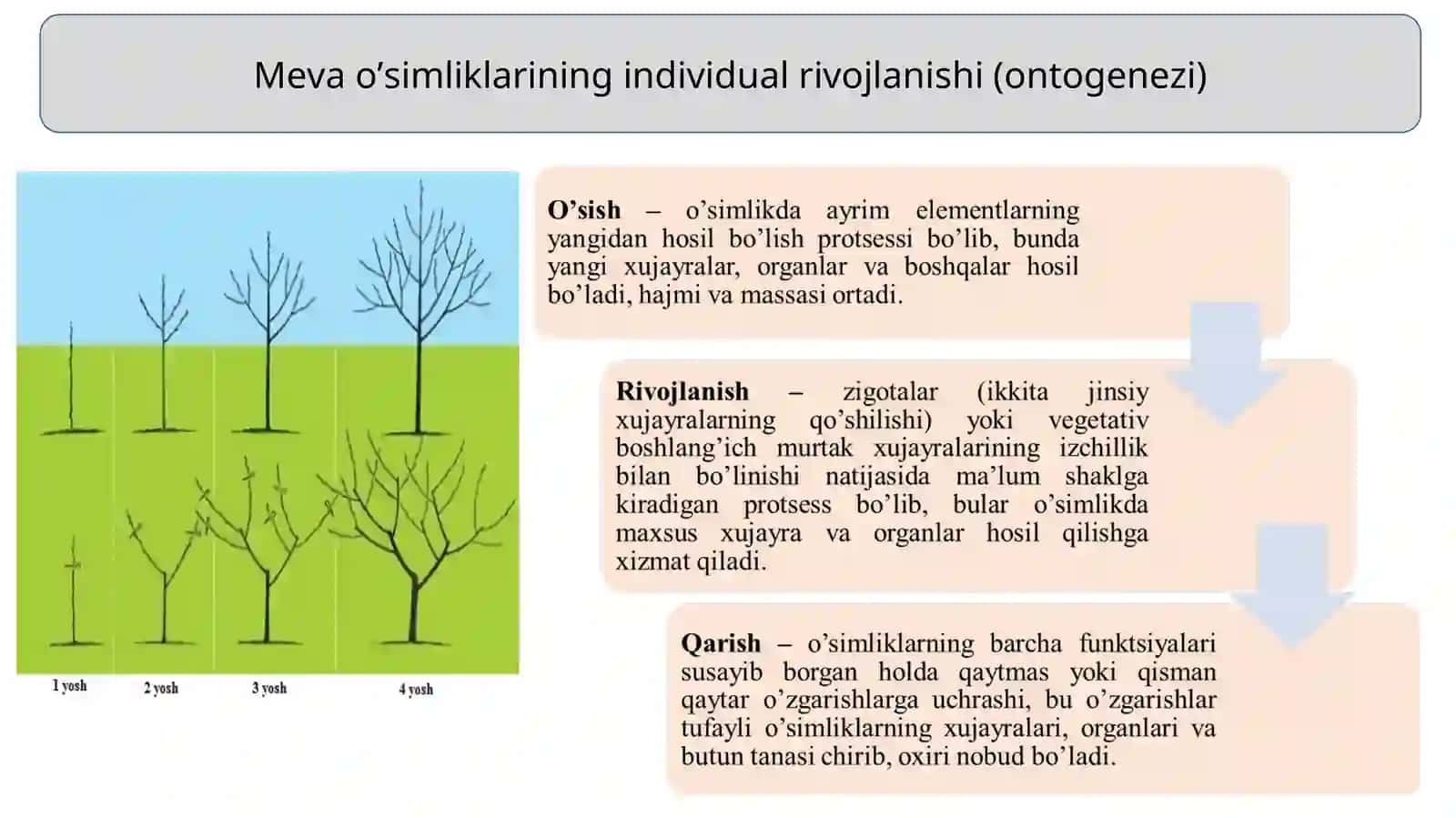 Meva va rezavor meva o‘simliklarining o‘sish, rivojlanish fazalari va hosil berish qonuniyatları 4