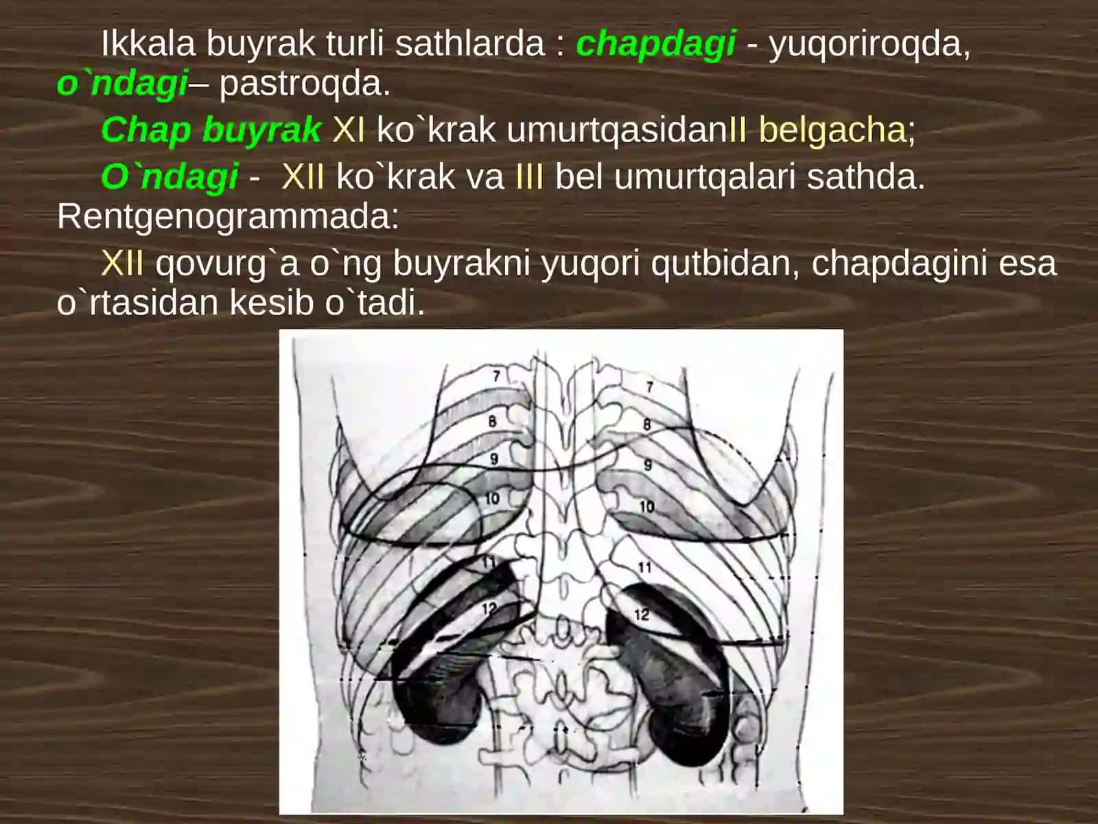 Bel sohasining topografik anatomiyasi va xirurgik operatsiyalari 4