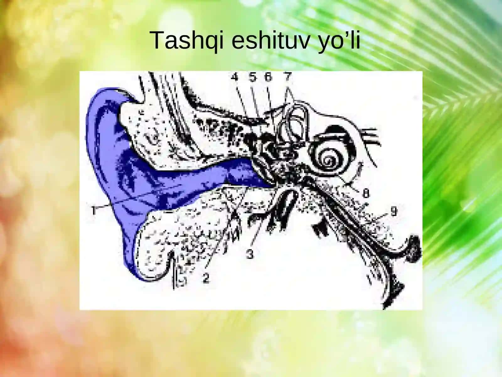 Eshitish Analizatori 1-soatlik dars ishlanmasi 4