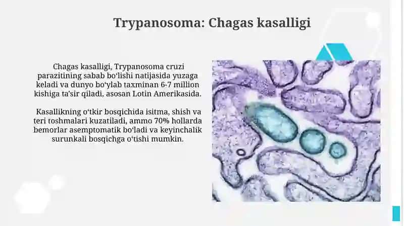 Xivchinlilar - odam parazitlari: tripanasoma, leyshmaniya, trixomonada va lyambliya 4