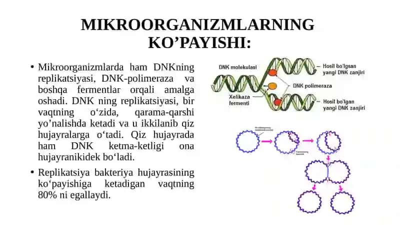Bakteriyalarning spora va kapsula hosil hosil gilishi 4