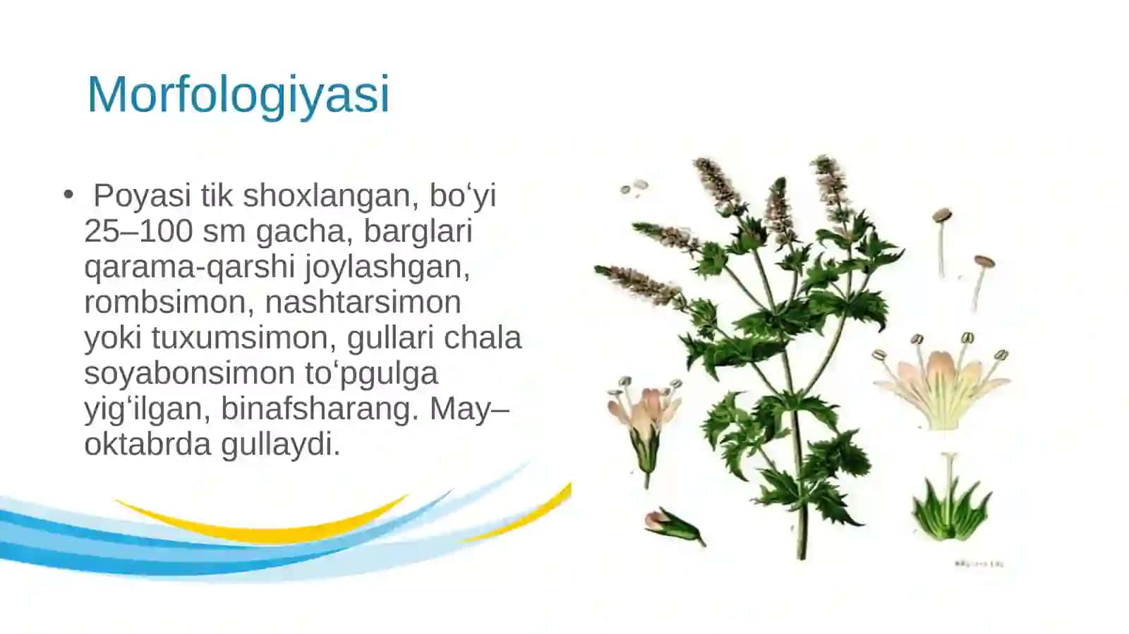 Yalpizning morfologiyasi,ahamiyati va dorivorlik xususiyatlarini oʻrganish 4