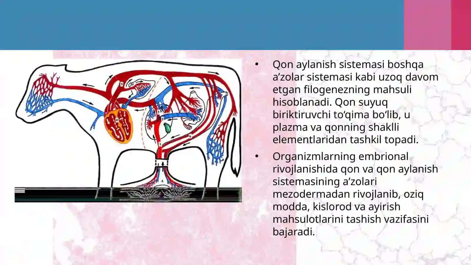 11-sinf Biologiyadan dars ishlanma. Hayvonlarning qon aylanish organlari evolutsiyasi 4