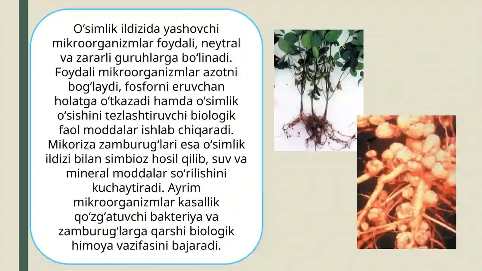 Tuproq mikrobilologiyasi osimlik ildizdagi miroorganizmlar va ularning ahamiyati 4