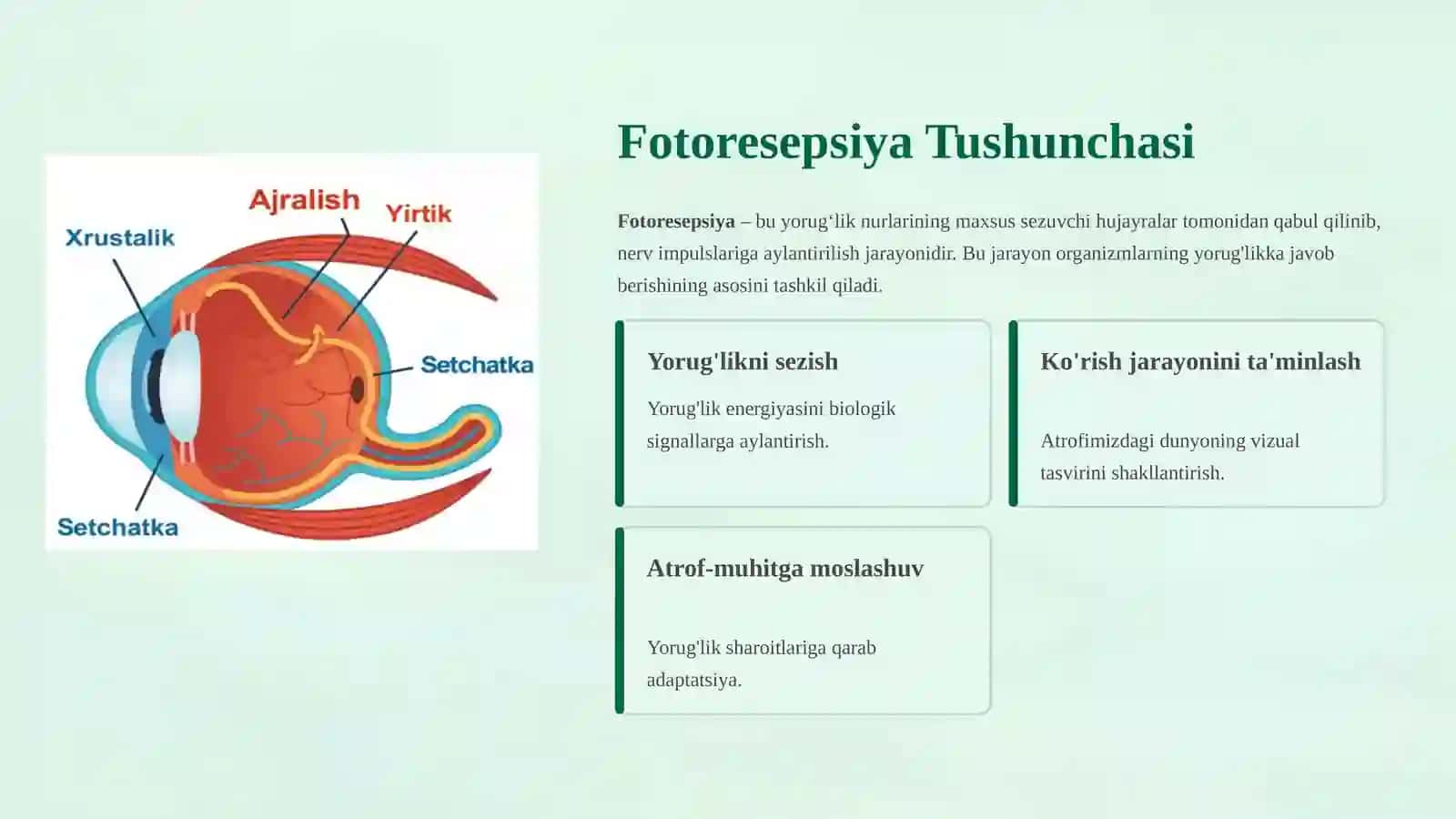 Fotoreseptsiyaning sitologik va molekulyar mexanizmlari 4