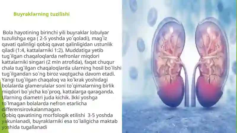 BOLALARDA SIYDIK AYIRISH SISTEMASI ANATOMO FIZIOLOGIK XUSUSIYATI 4