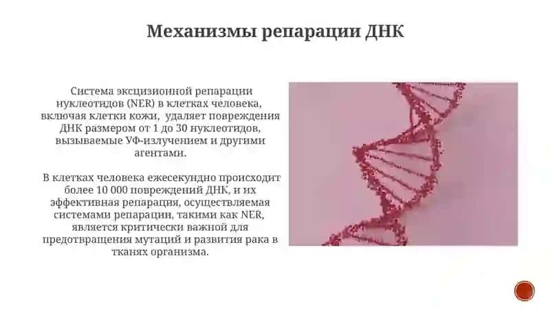Молекулярные основы наследственности 4