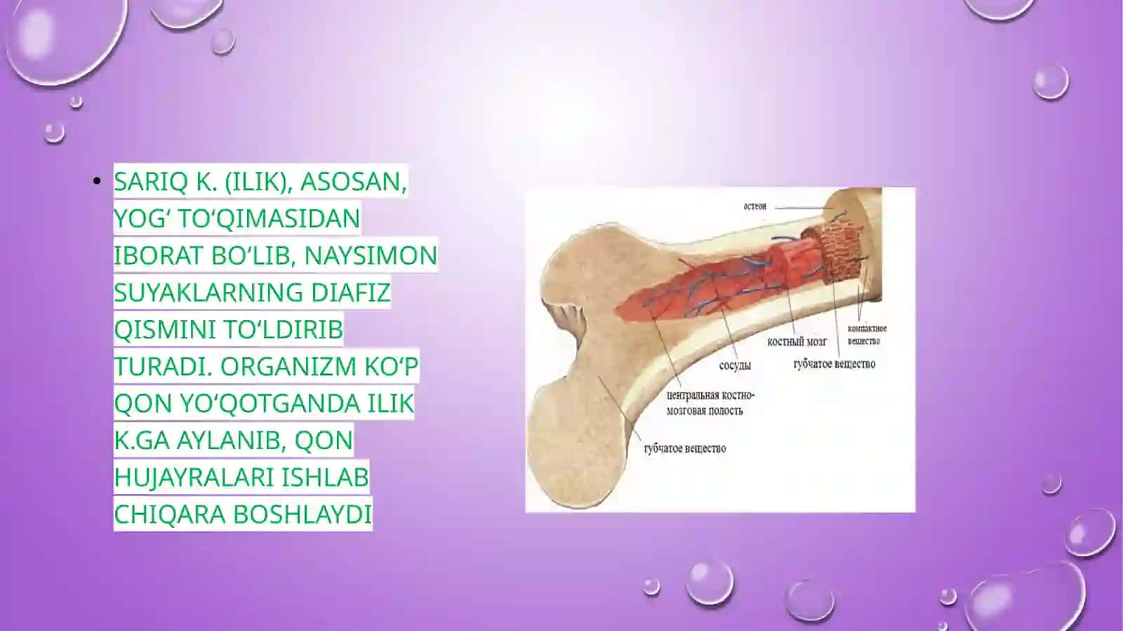 Anatomiya fanidan tayyorlangan prezentatsiyasi 4