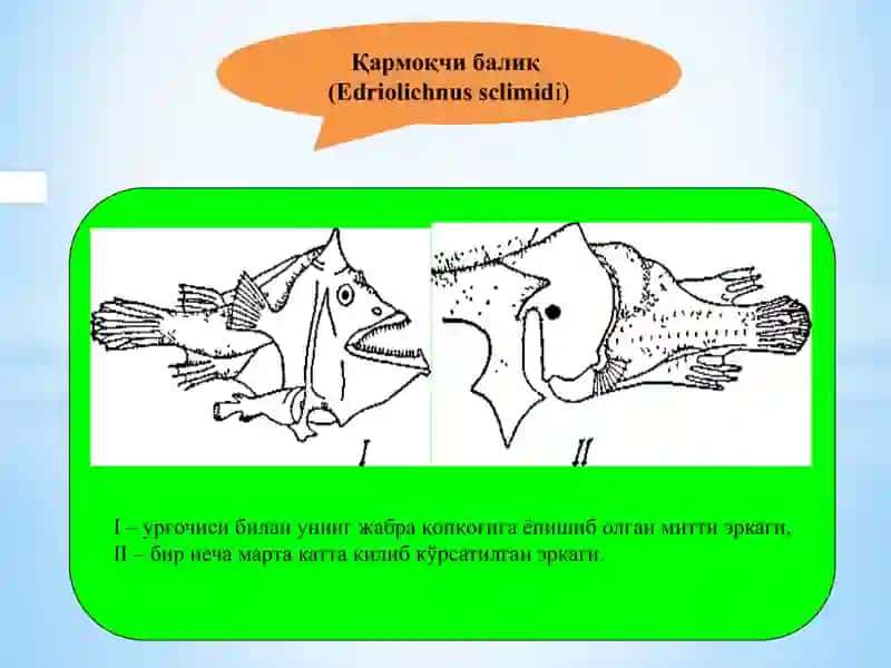 Baliklar 4