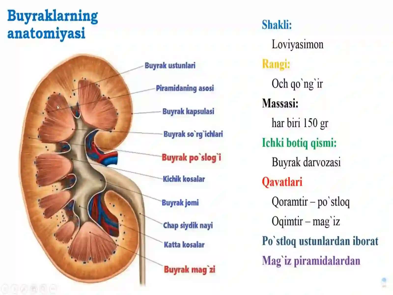 Ayiruv tizimining yoshga bog'liq xususiyatlari va gigenasi 4