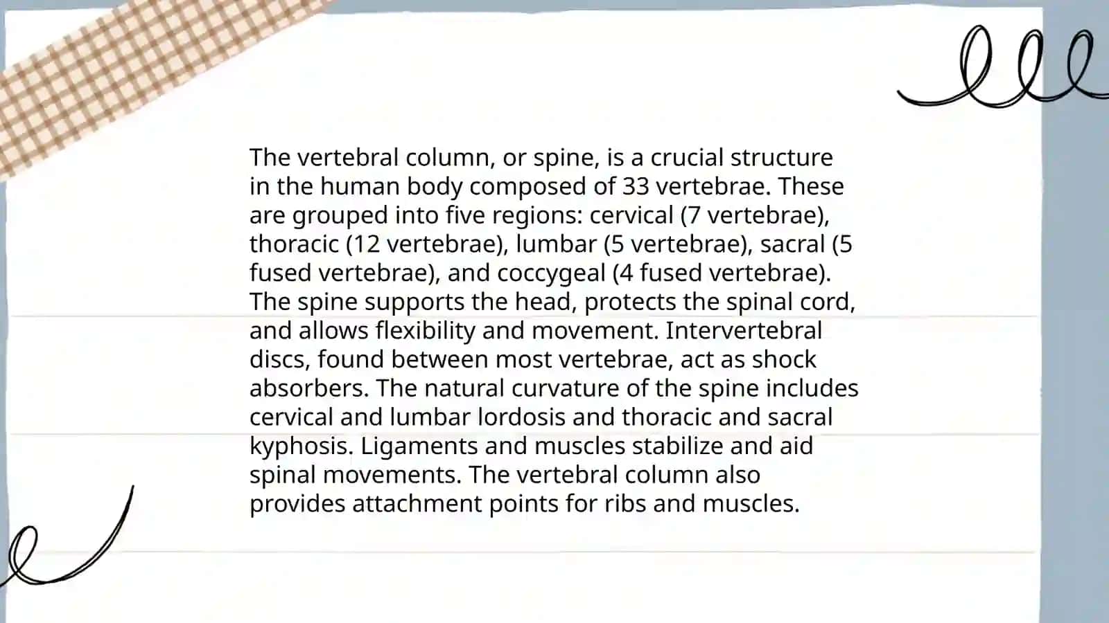 The human skeleton part 4
