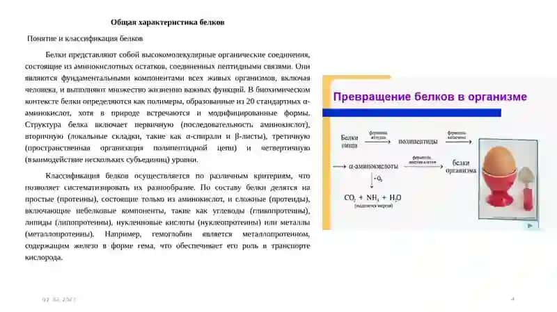 Биохимического превращения белков в организме человека 4