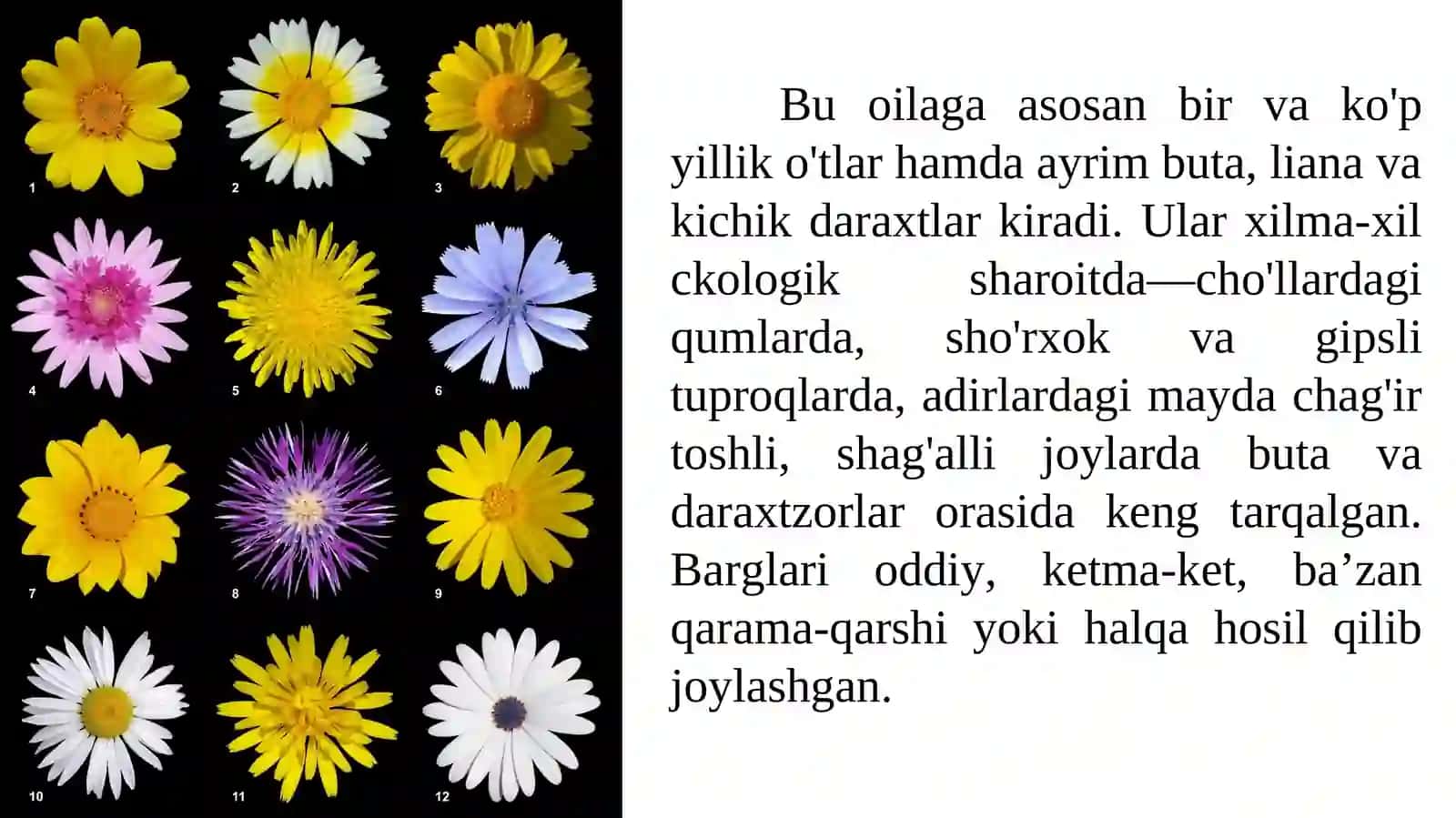 Qoqio'tdoshlar (murakkabguldoshlar) - Asteraceae (Compositac) oilasi 4