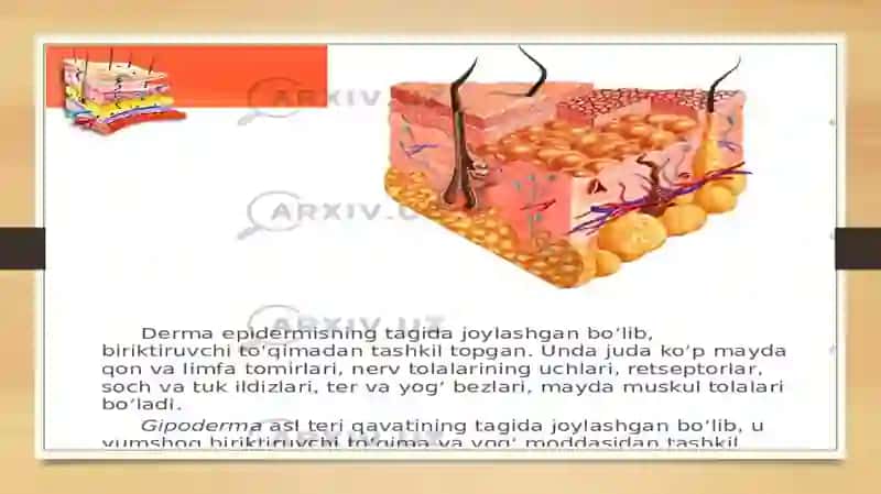 Teri regeneratsiyasi va transplantatsiyasi. Nazariy va klinik ahamiyati. Havo-qon to’sig’ining tuzilishi, vazifalari va patologiyasi. Atsinusning gistafiziologiyasi. O’pkaning regeneratsiyasi va transplantatsiyasi 4
