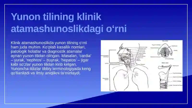 Lotin tilida anatomik atamalarning kelib chiqishi va ma'nosi. Klinik atamashunoslikda yunon tilining o'rni 4