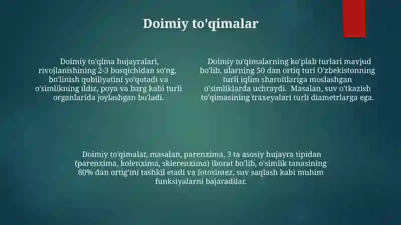 O'simlik to'qimalarini kelib chiqishiga vs joylanishiga koʻra klassifikatsiyasi 4