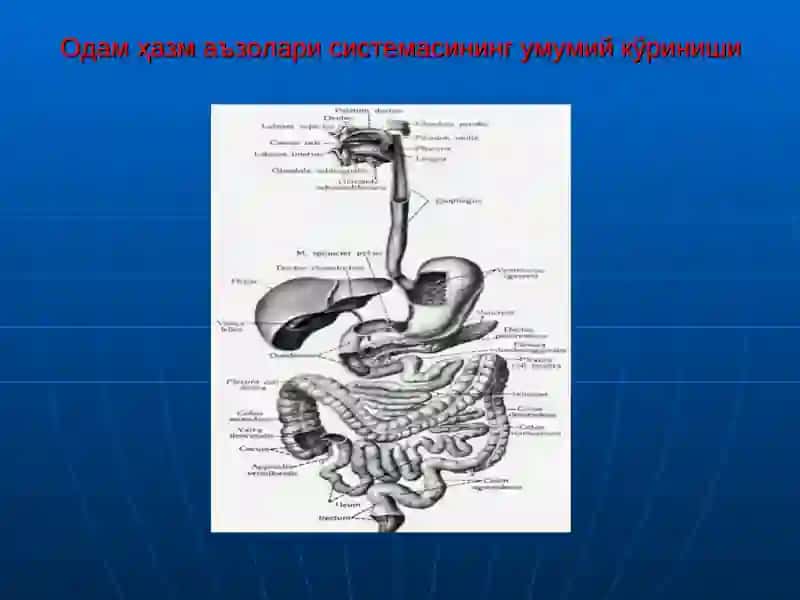 Одам анатомияси ва ОХТА кафедраси 4