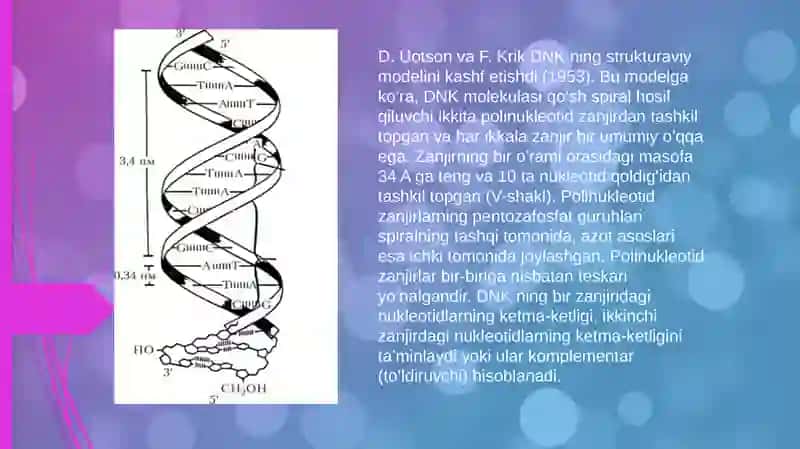 DNK reduplikatsiyasi, transkripsiya va translyatsiya hodisalari 4
