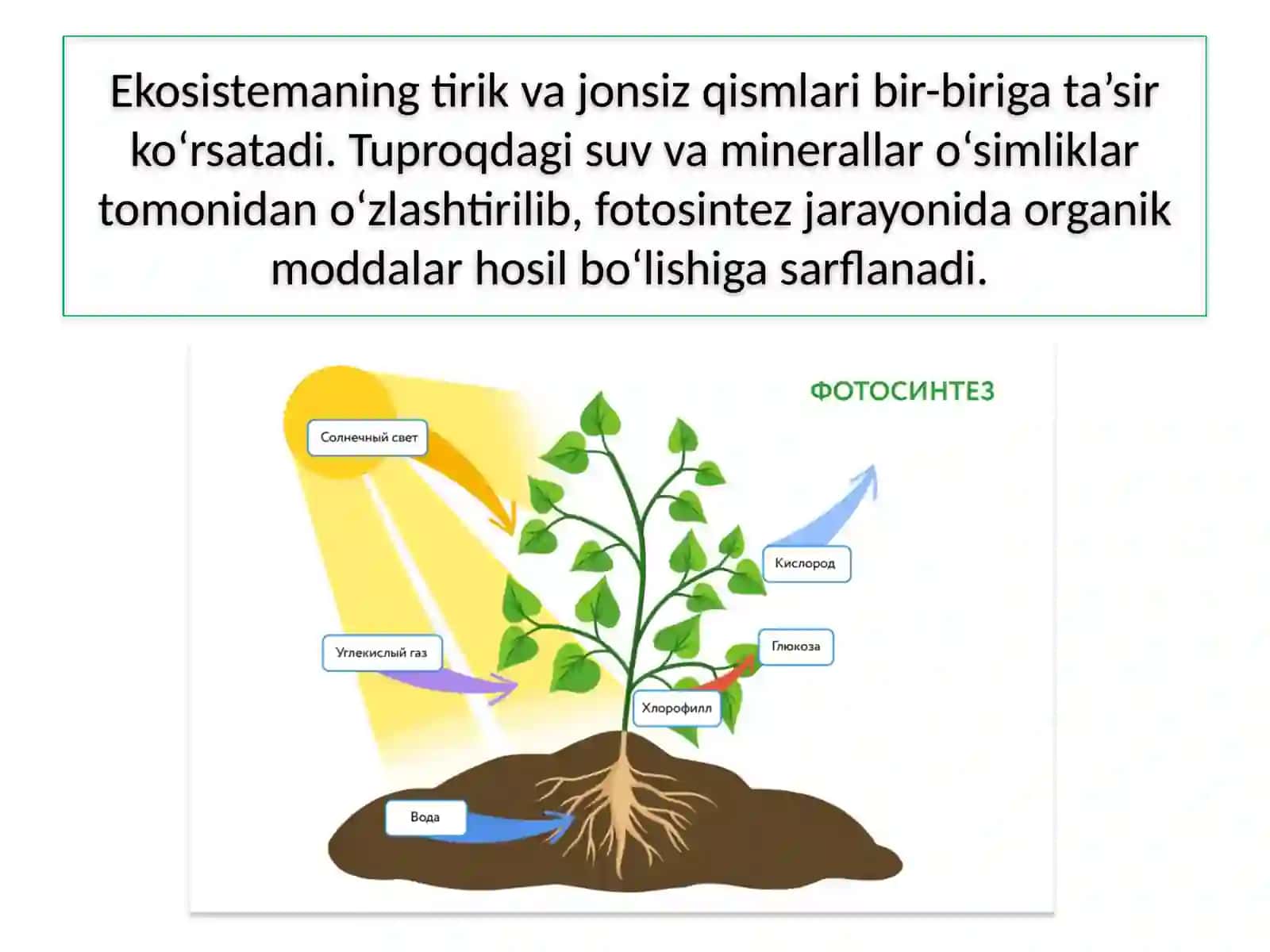 Ekosistema modelini yasash 4