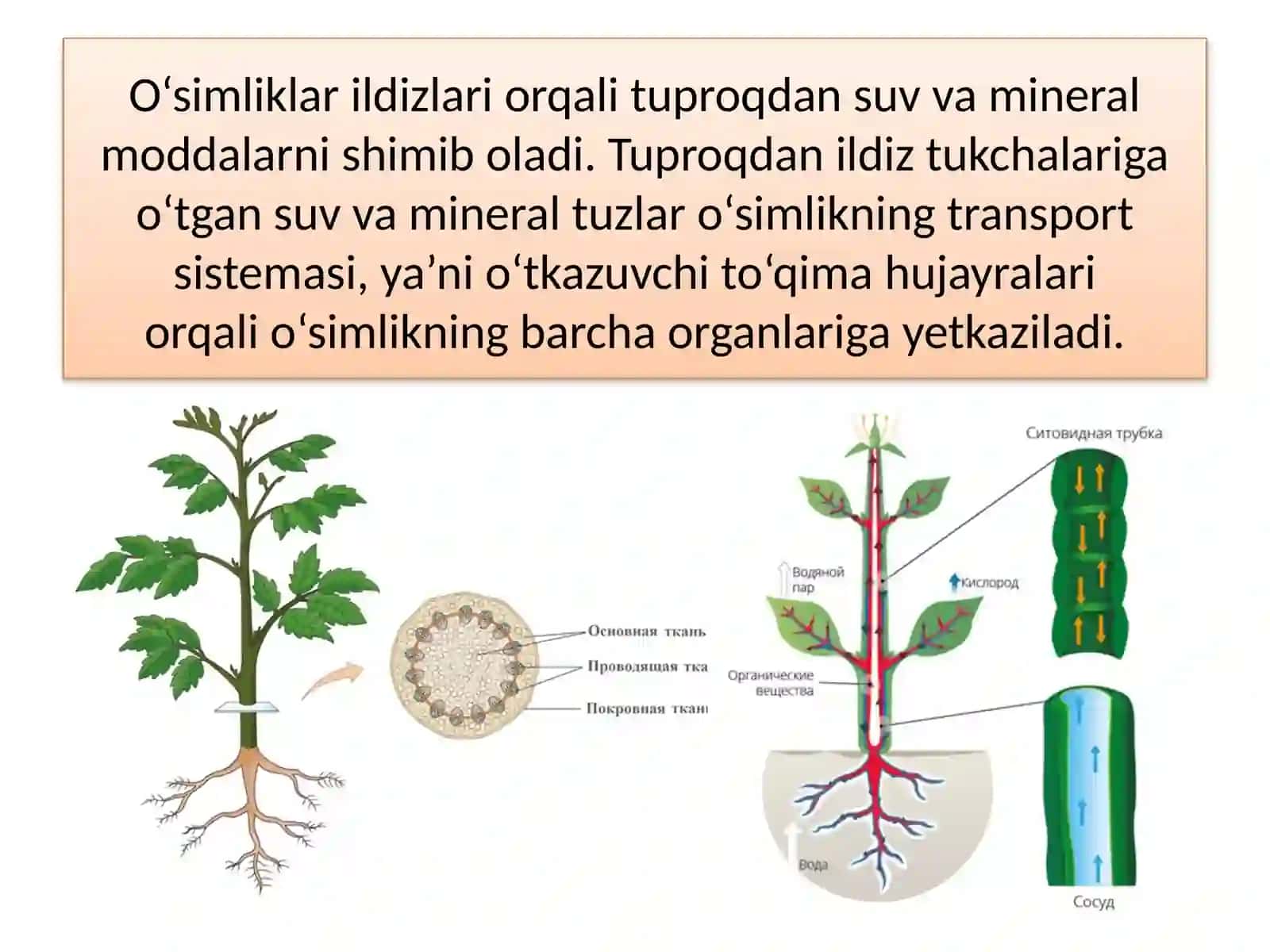 TIRIK ORGANIZMLARDA O'ZIQ MODDALAR TRANSPORTI 4