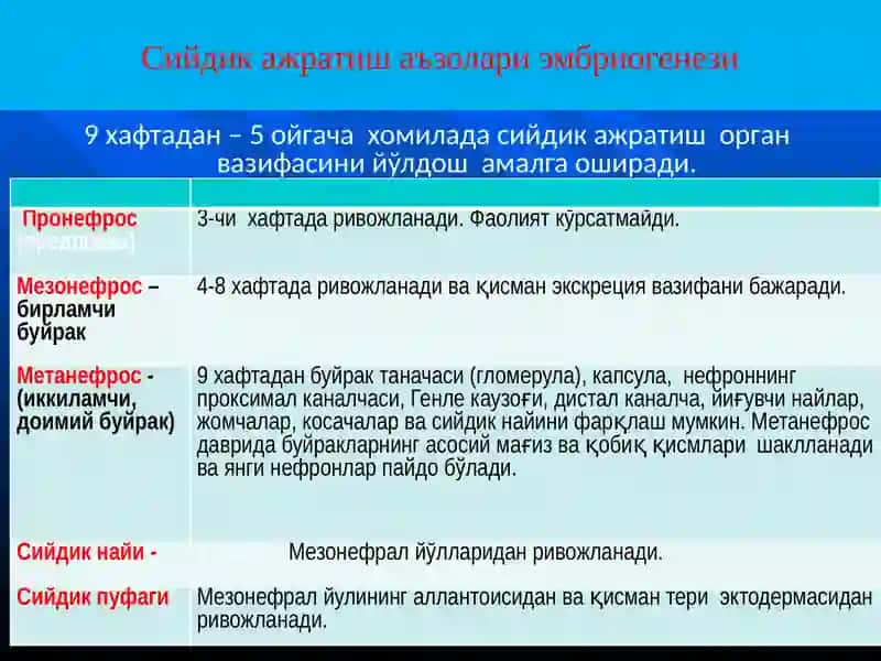 АЙИРУВ ОРГАНЛАРИ АНАТОМО- ФИЗИОЛОГИК ХУСУСИЯТЛАРИ 4