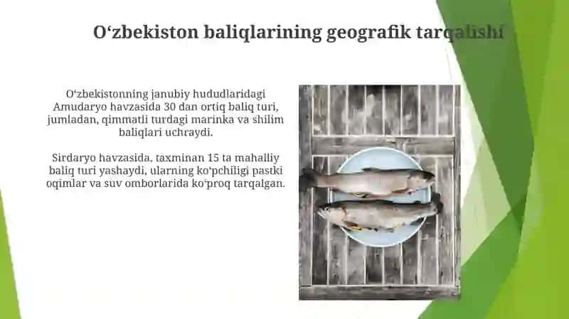 O‘zbekistonda tarqalgan baliqlar 4