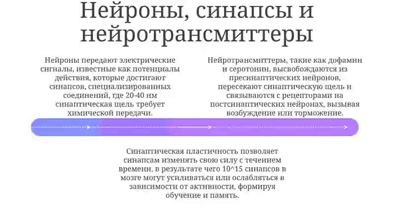 Головной мозг 4