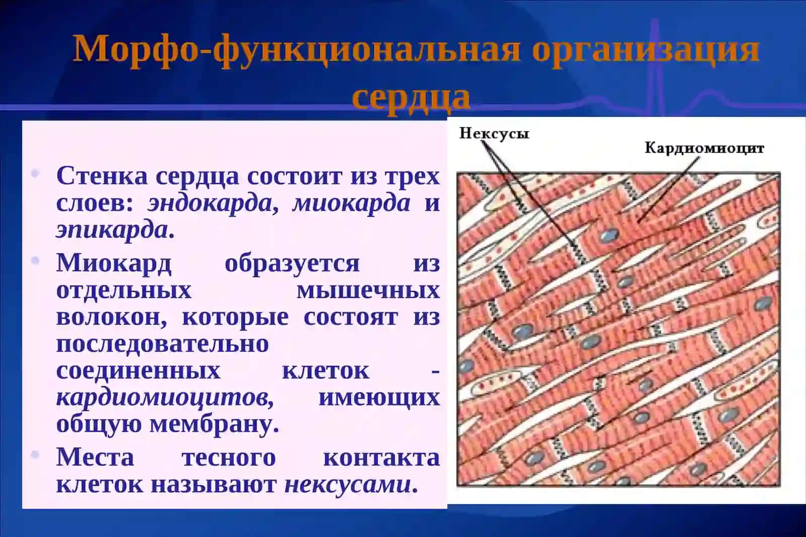 Физиологиясердца. Физиологические основы гемодинамики 4