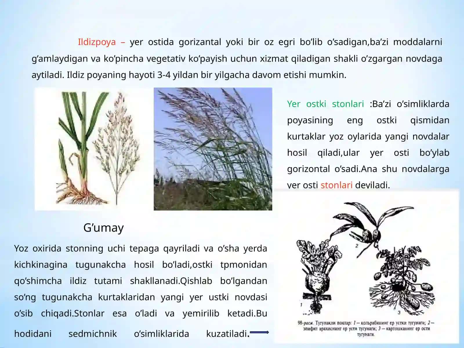 VEGETATIV ORGANARNING IXTISOSLASHUVI VA ULARNING BIOLOGIK AHAMIYATI 4