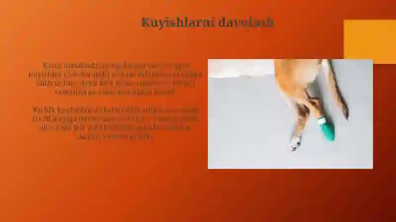 Hayvonlarda yaralanganda va kuyishda birinchi yordam kòrsatish 4