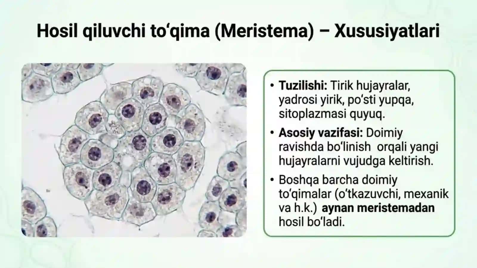 O'simlik to'qimalari 4