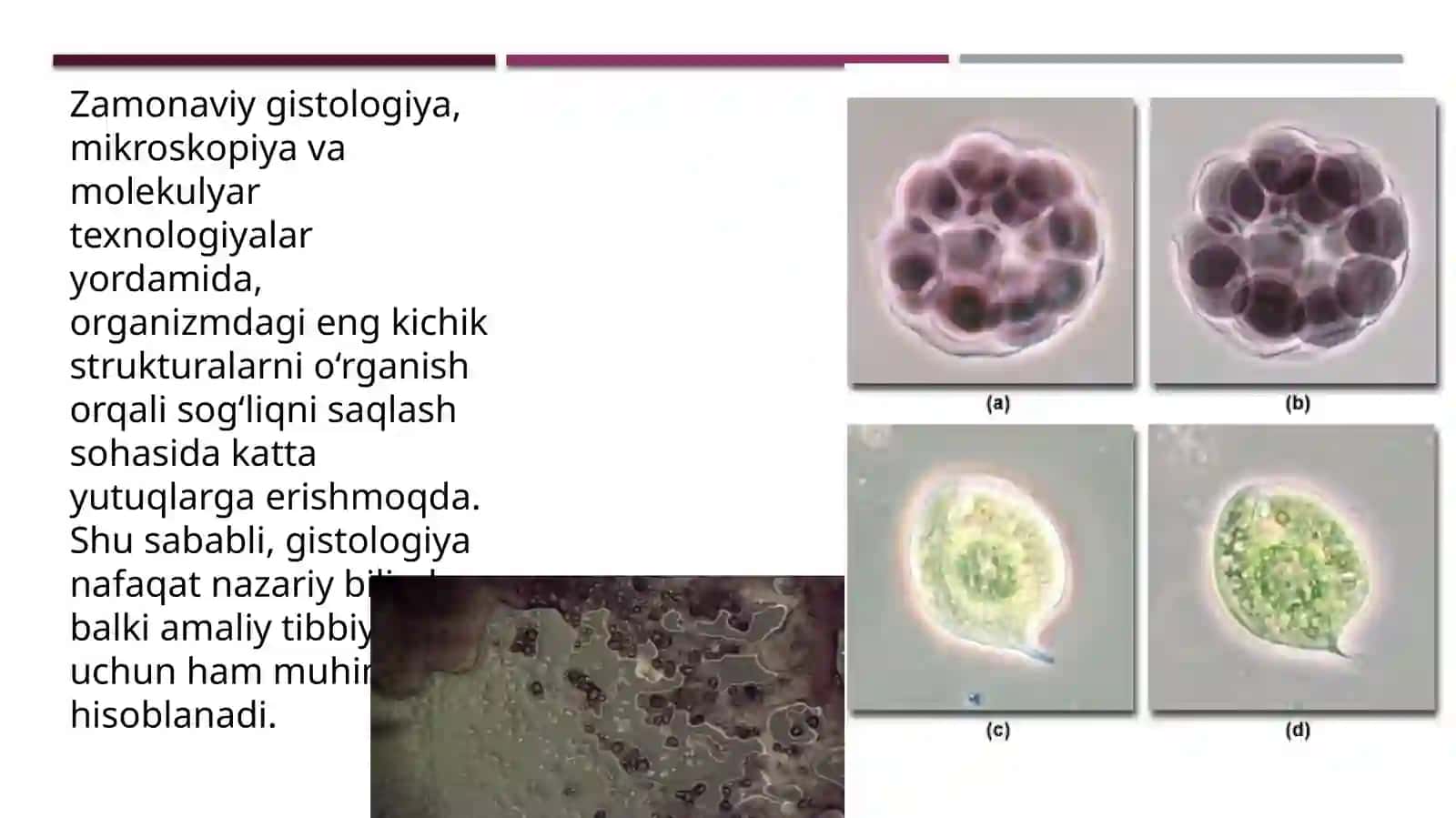 Gistologiyadaqo`llaniladigan tadqiqot usullari 4