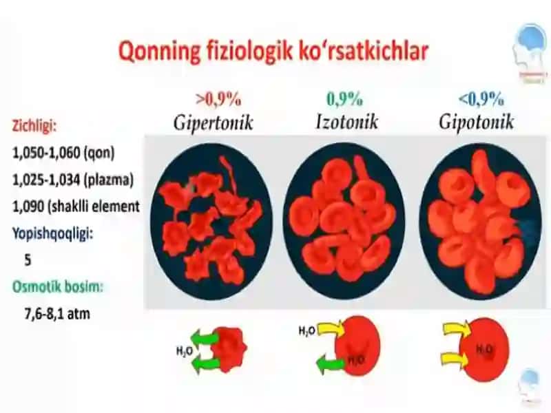 Yoshlarfiziologiyasi va gigiyena 4