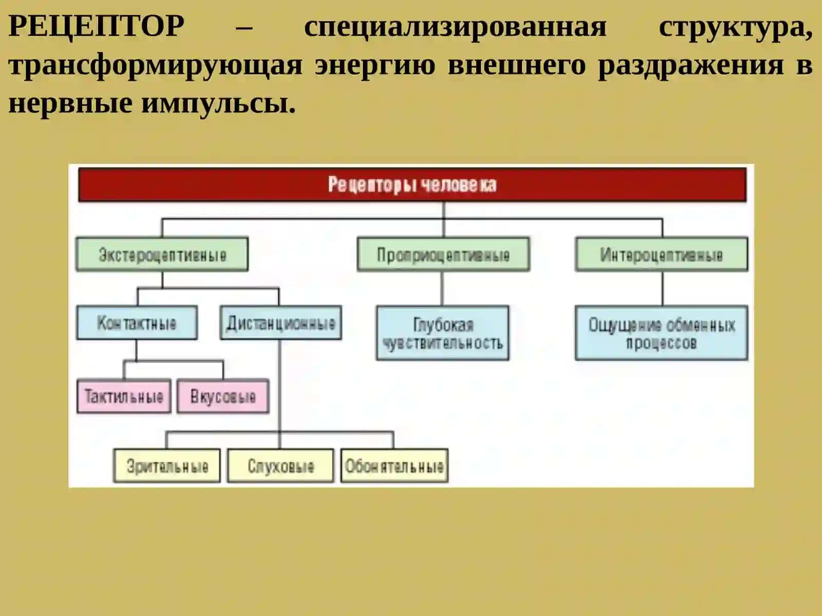 ПРОВОДЯЩИЕ ПУТИ ГОЛОВНОГО И СПИННОГО МОЗГА 4