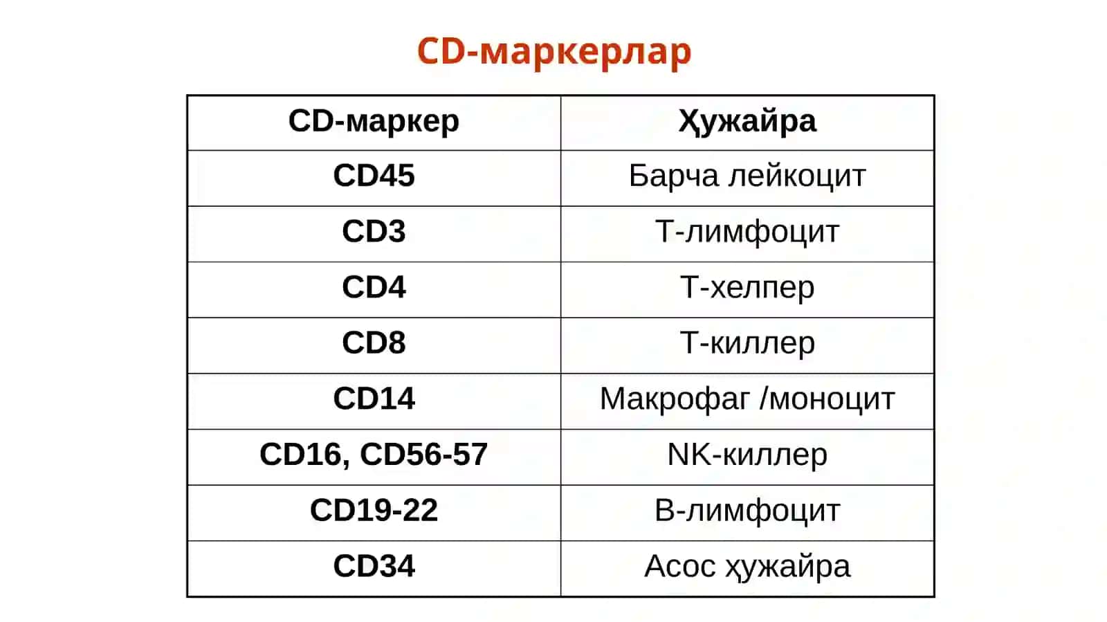 Лимфоцитларнинг 3 тури 4