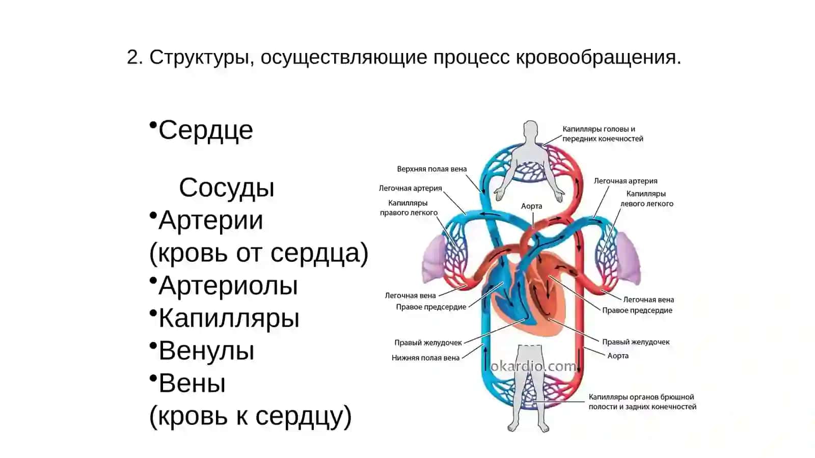 Функциональная анатомия сердечнососудистой системы 4