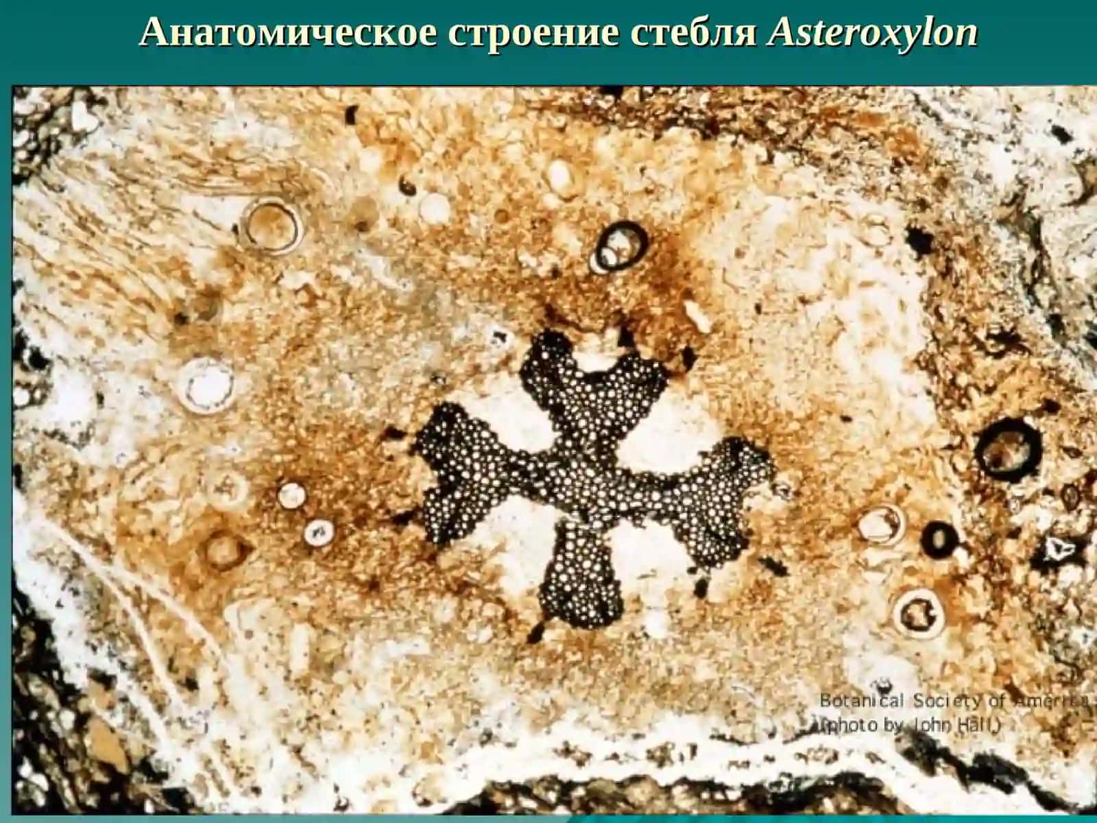 ДЕЛЕНИЕ ОТДЕЛА LYCOPODIOPHYTA НА КЛАССЫ 4