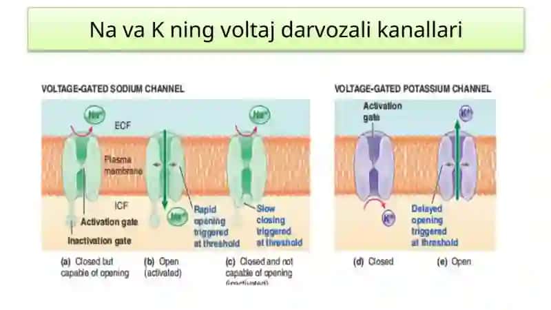 Nerv tolalari va sinapslar fiziologiyasi. Muskullar fiziologiyasi. 4