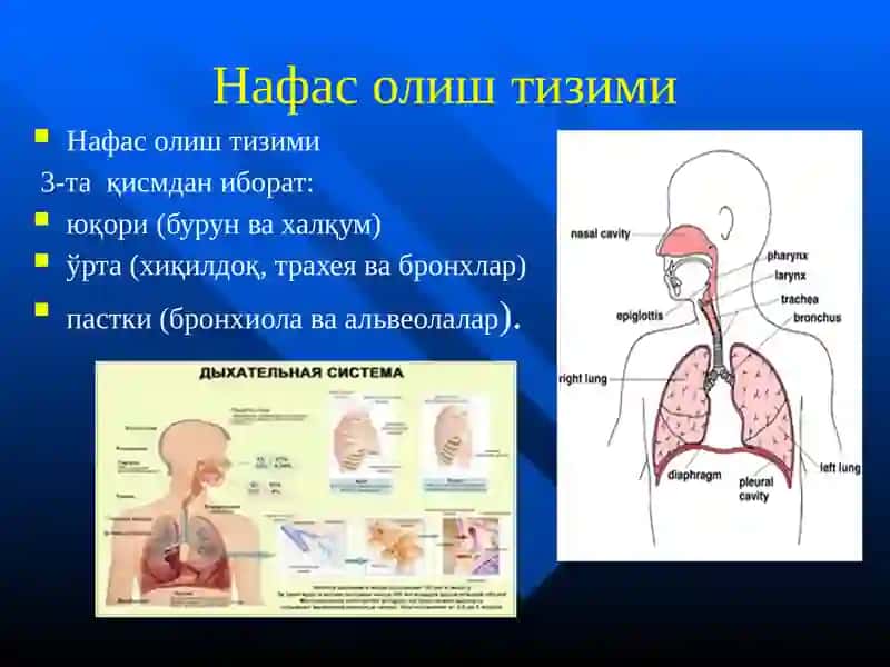 Нафас олиш тизими ва жарохатланиш семиотикаси 4