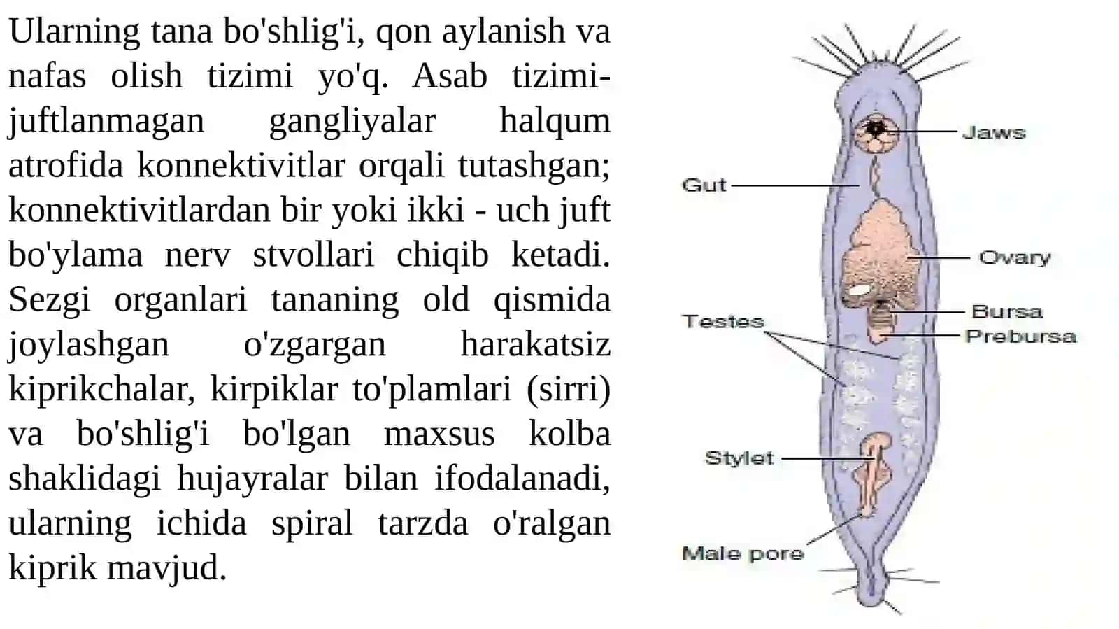 GN A T H I F E R Akattatipi 4