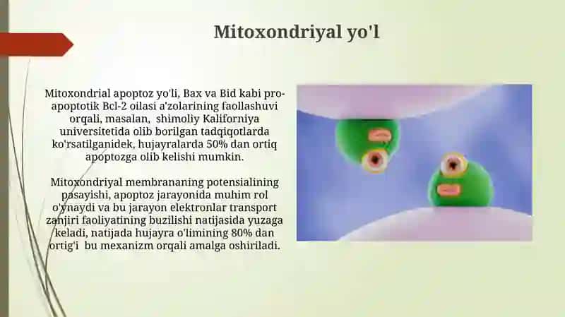 Hujayra apoptozi va uning biologik ahamiyati jarayonining boshqariluvi 4