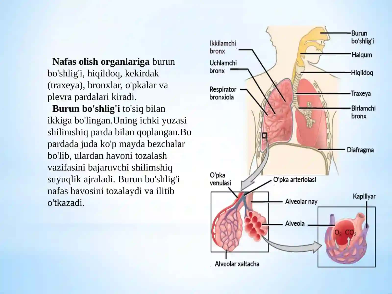 Nafasolishning ahamiyati va organlarining tuzilishi 4
