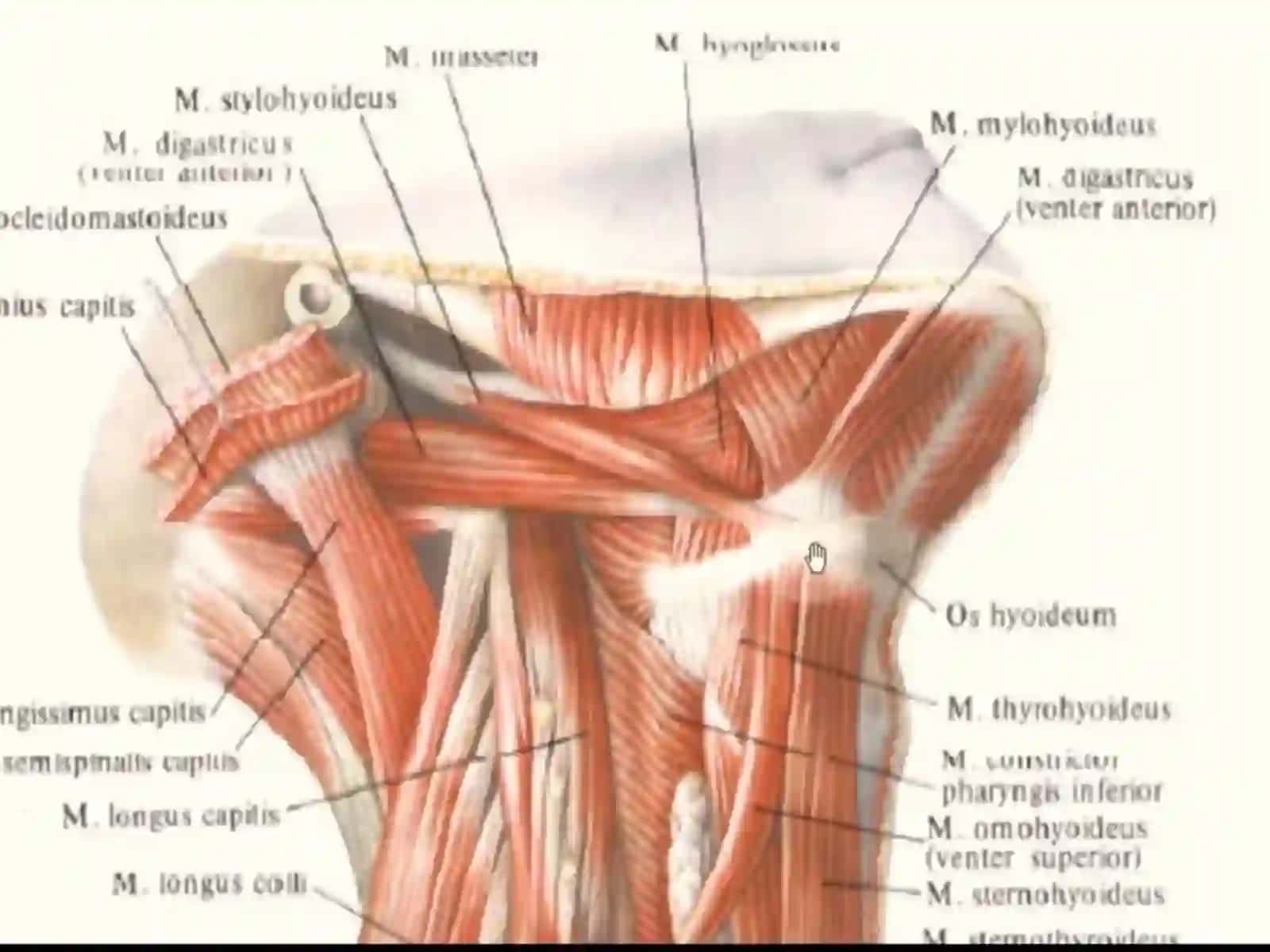 Miologiya. Muskullar haqida ta’limot 4