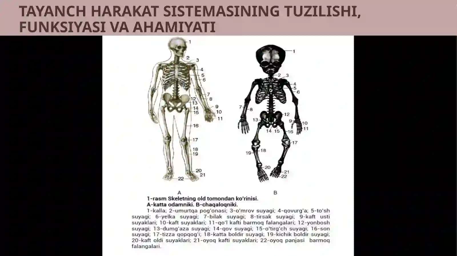 TAYANCH HARAKATLANISH SISTEMASINING TUZILISHI, FUNKSIYASI VA AHAMIYATI 4