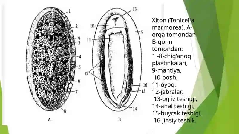 Qalqondorlaryaʼnixitonlar(Loricata,Polyplacophora) sinfi 4