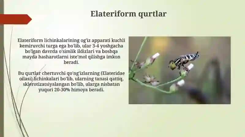 Qurtlarning tasnifi 4